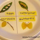 butterfly life cycle