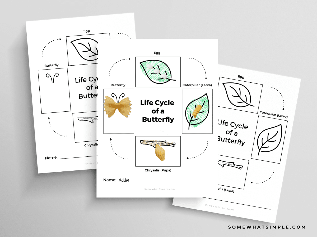 Butterfly Lesson and Craft printables laid out on a gray counter
