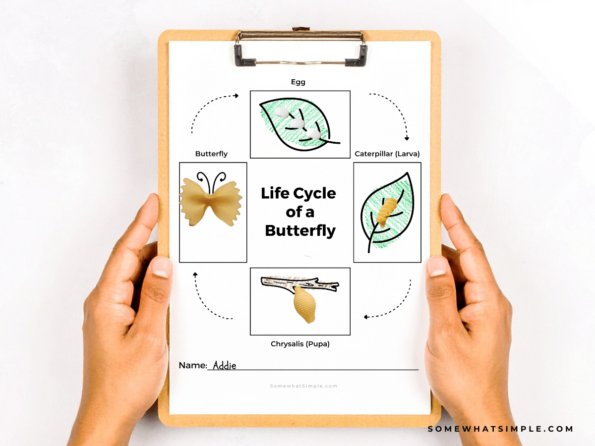 hands holding a clipboard with a Butterfly Lesson printable