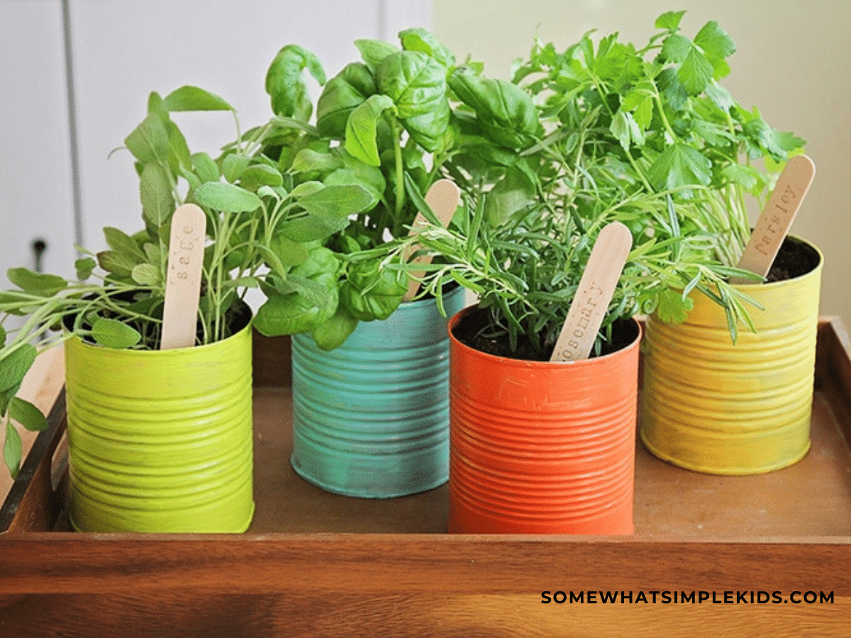 finished herb garden with 4 colorful cans lined up in a row