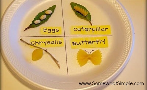 Butterfly Life Cycle - Lessons - Tes Teach