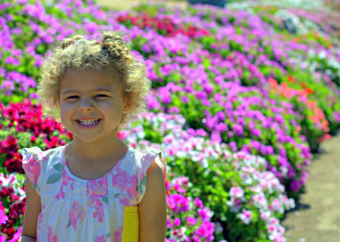 Carlsbad Flower Fields