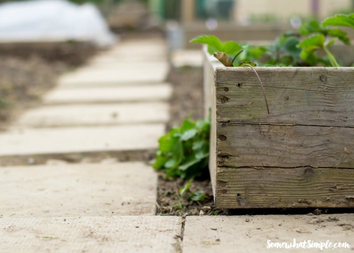 Raised Garden Bed 2