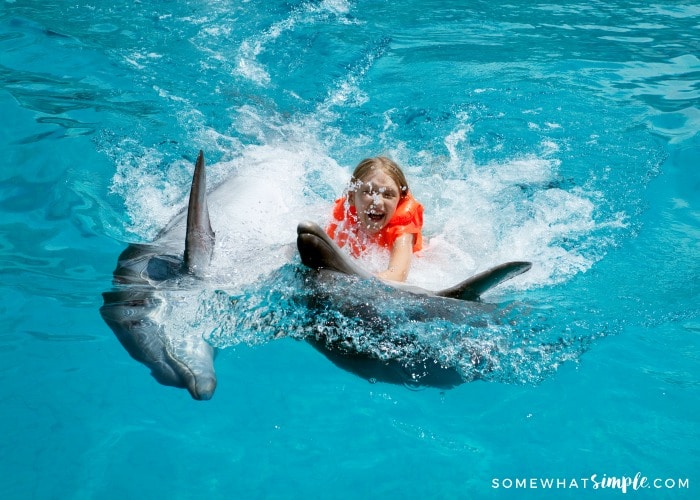 swim with dolphins Cancun