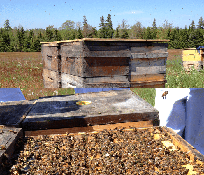 honeybees in a hive