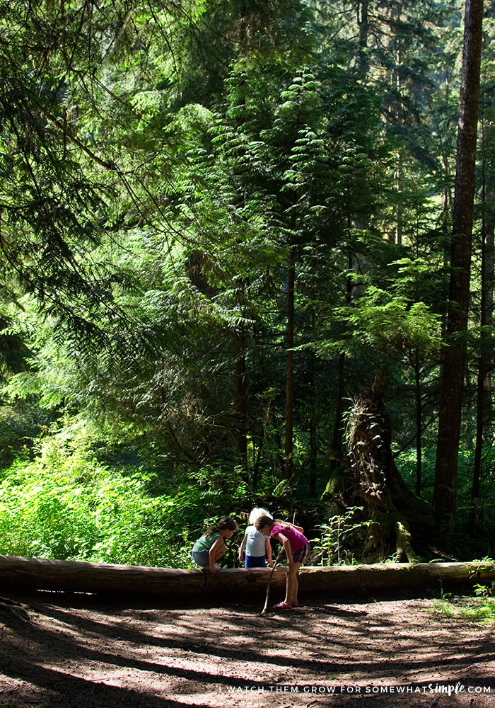 nature-walk-picture-frame