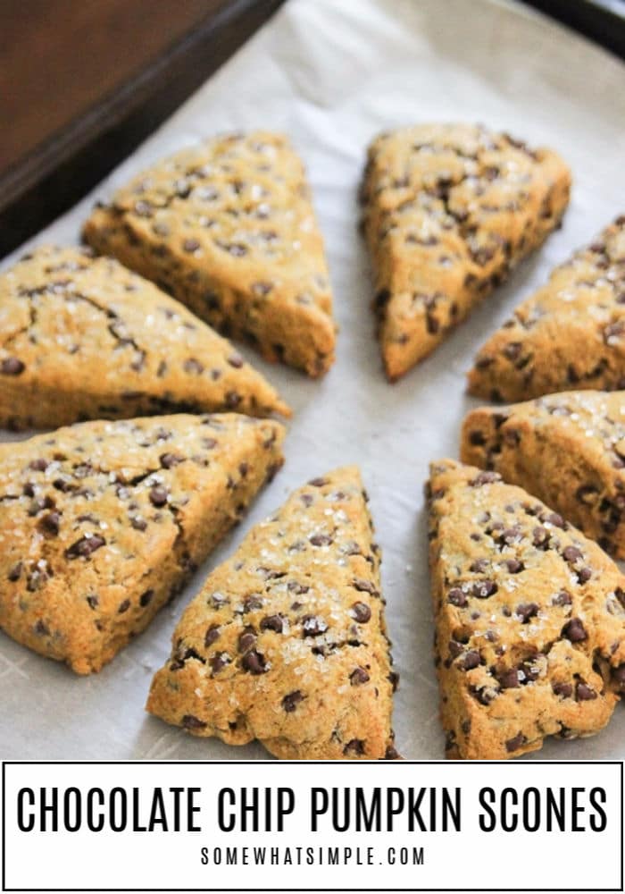 Pumpkin Scones are packed with flavor and loaded with chocolate chips! They are moist and tender and couldn't be any easier to make! They're the perfect way to begin your fall morning. #pumpkinscones #easypumpkinscones #pumpkinsconesrecipe #pumpkinchocolatechipscones #chocolatepumpkinscones via @somewhatsimple