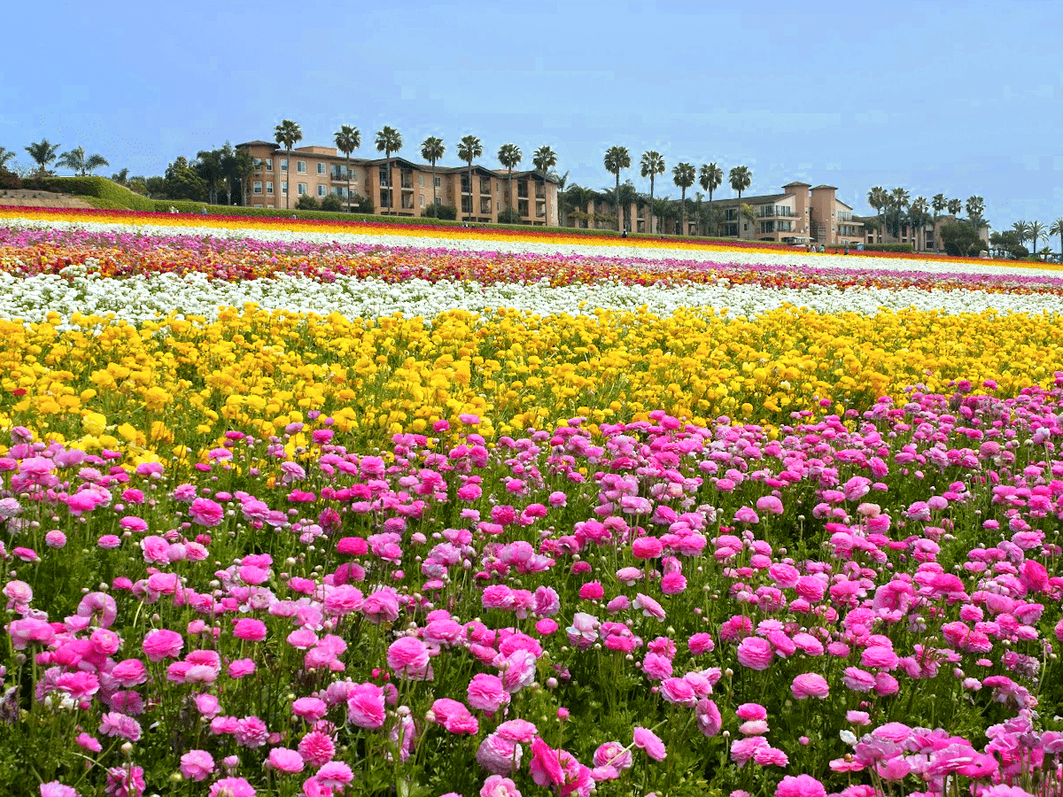 zoomed out shot of the carlsbad flower fields