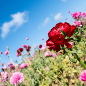 close up of flowers at the carlsbad flower fields