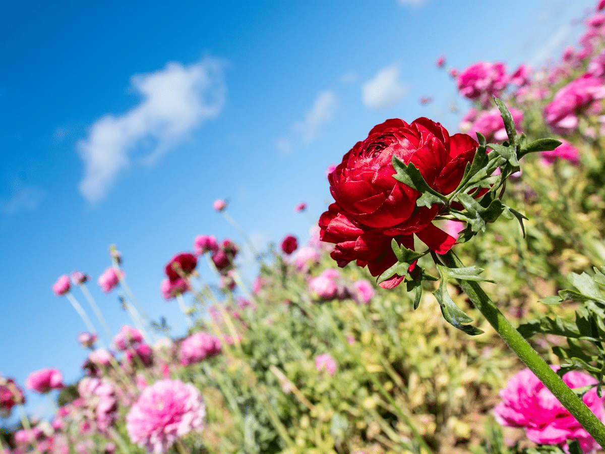 close up of flowers at the carlsbad flower fields