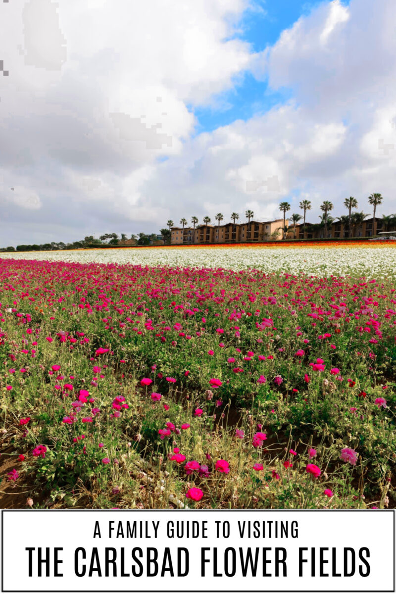long image of the carlsbad flower fields