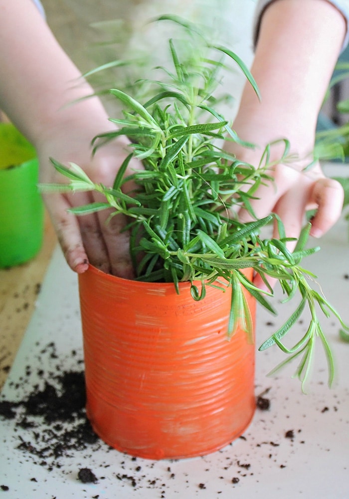 This easy to make indoor herb garden is the perfect project to do with the kids. Add a touch of green to your kitchen and enjoy fresh herbs year round!