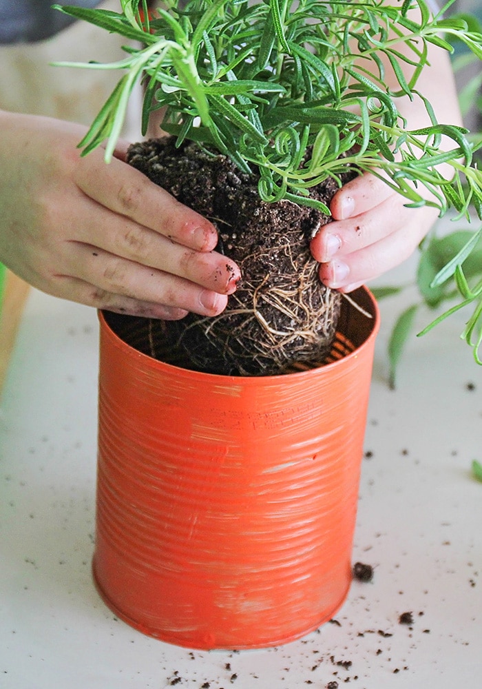 This easy to make indoor herb garden is the perfect project to do with the kids. Add a touch of green to your kitchen and enjoy fresh herbs year round!