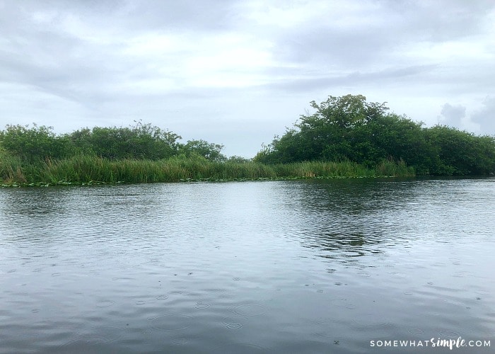 Florida Everglades on a Cruise Excursion