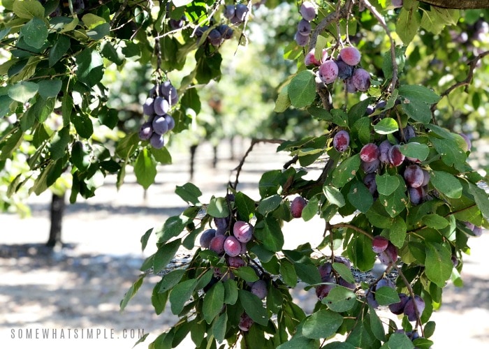 Prune Orchard