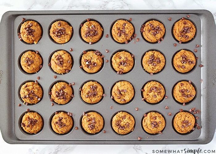 looking down on a mini muffin tin filled with baked chocolate chip pumpkin cookie bites