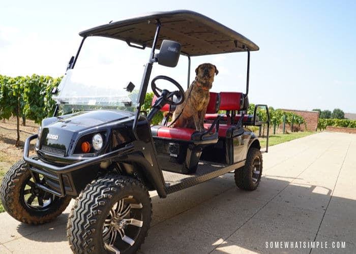 Details of our trip to Dallas and why we were driving golf carts in a vineyard! #ezgo #beyondfun via @somewhatsimple