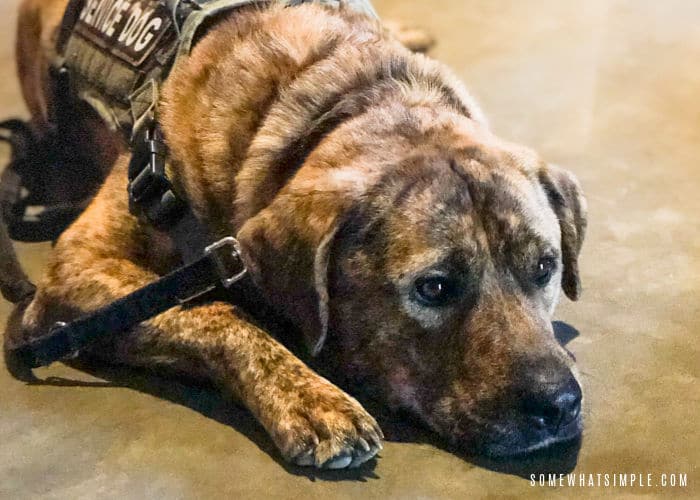 Vegas - Semper K9