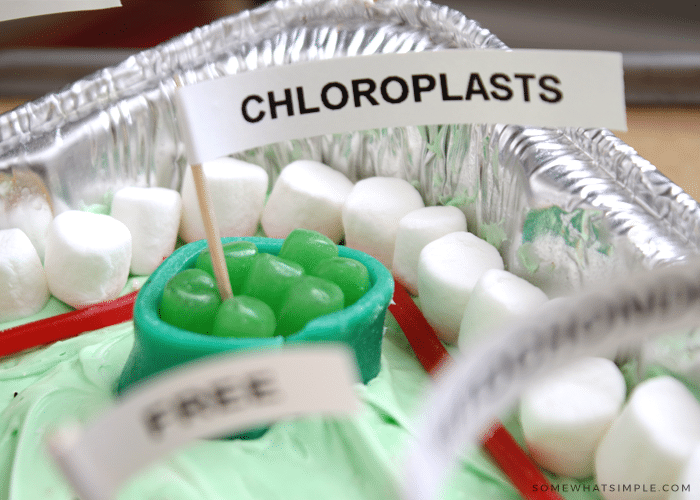 candy used to represent chloroplasts in an edible cell project