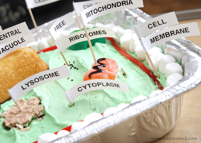 Edible Plant Cell Model Cake (+ Labels) - Somewhat Simple