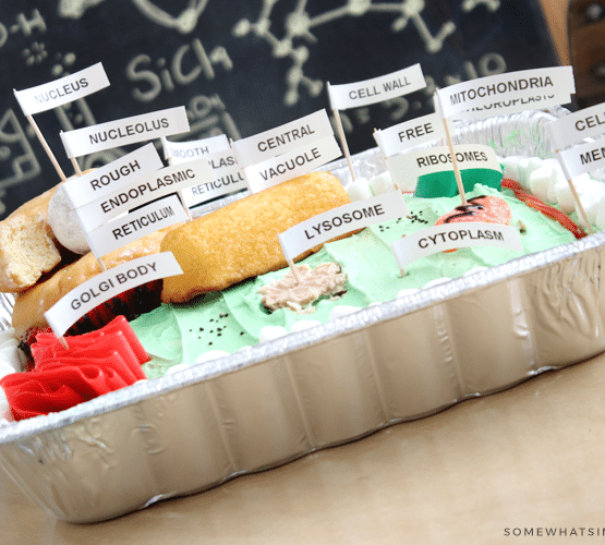 a plant cell model made using a cake and candy