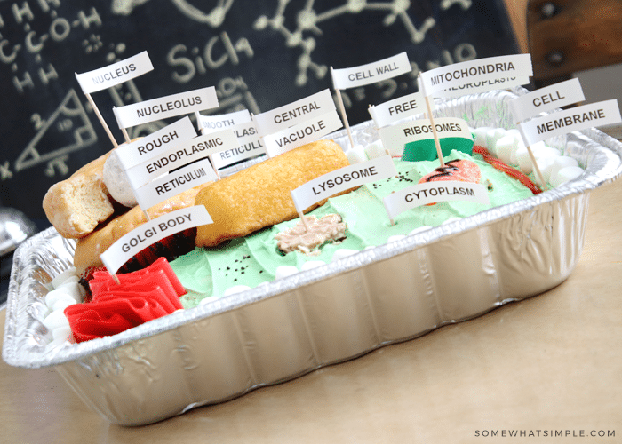 Edible Plant Cell Model Cake Labels Somewhat Simple