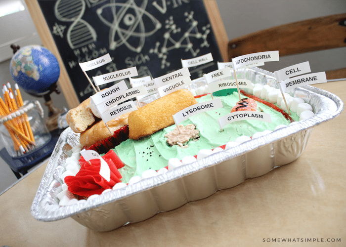 a plant cell model made using a cake and candy