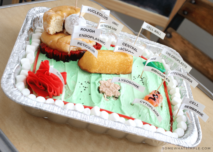 an edible plant cell model project with labels