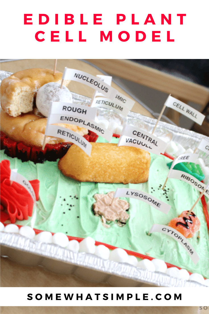 Edible Plant Cell Model Cake Labels Somewhat Simple