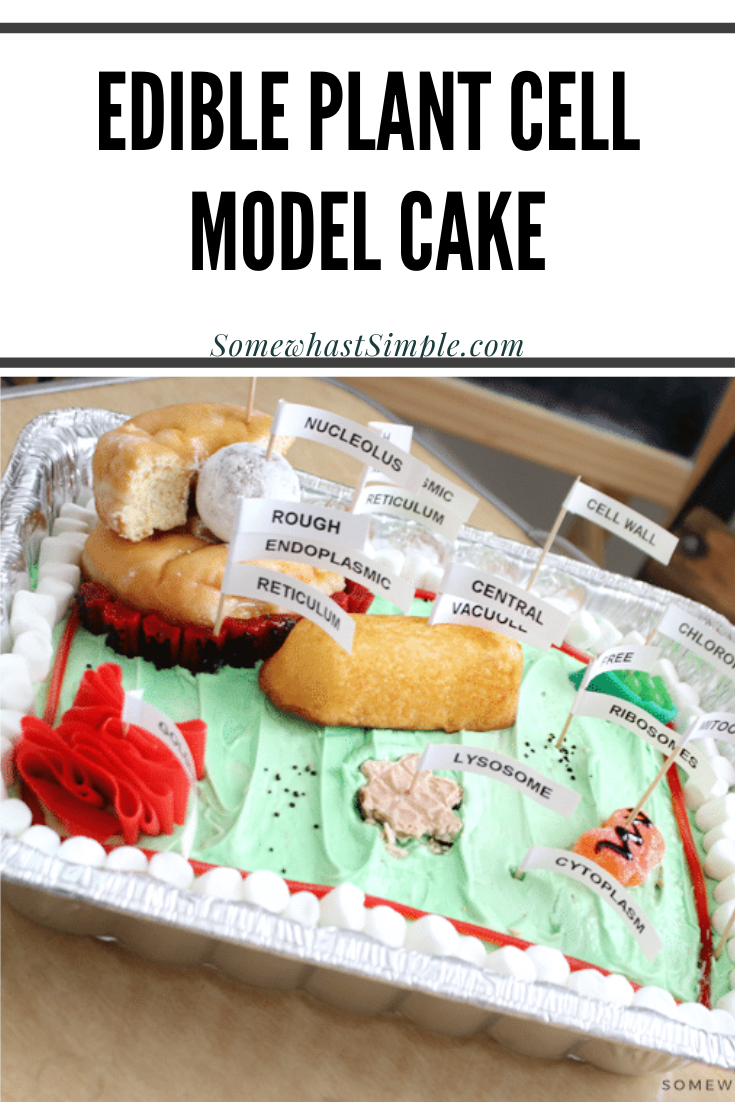 Making a plant cell model is a great way to have some fun with your kids in the kitchen! A fun, edible science project that's both educational and tasty! This 3D plant cell model cake is a fun way to learn all of the parts of a plant's cell. Plus, it comes with free printable labels so you can easily mark each part of the cell. via @somewhatsimple