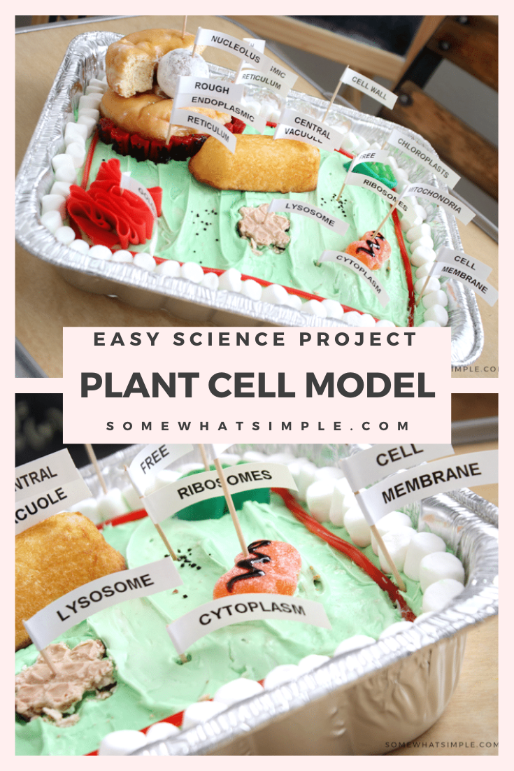 Making a plant cell model is a great way to have some fun with your kids in the kitchen! A fun, edible science project that's both educational and tasty! This 3D plant cell model cake is a fun way to learn all of the parts of a plant's cell. Plus, it comes with free printable labels so you can easily mark each part of the cell. via @somewhatsimple