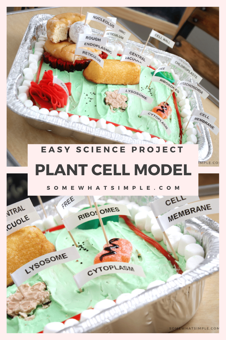 animal cell model project cake