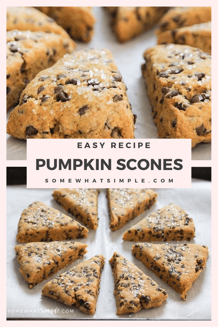 Pumpkin Scones are packed with flavor and loaded with chocolate chips! They are moist and tender and couldn't be any easier to make! They're the perfect way to begin your fall morning. #pumpkinscones #easypumpkinscones #pumpkinsconesrecipe #pumpkinchocolatechipscones #chocolatepumpkinscones via @somewhatsimple