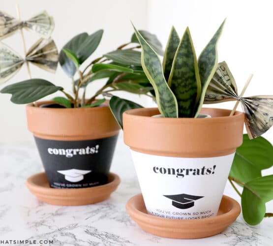 graduation gift with plant and money