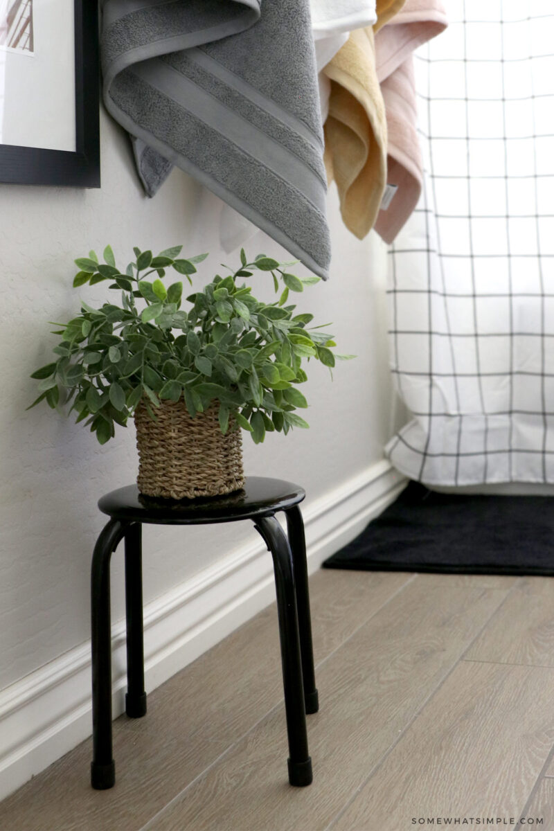 small plant on black stool