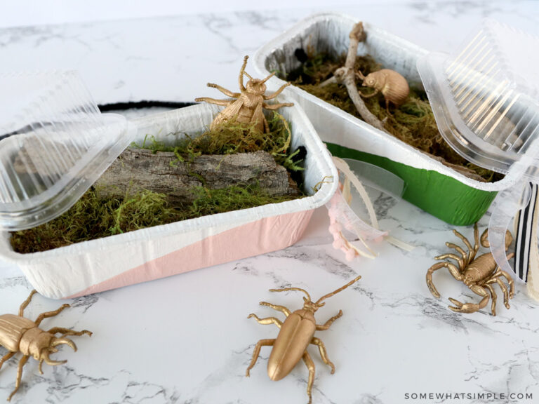 Make Your Own Bug Catchers (Easy Kids Craft) Somewhat Simple